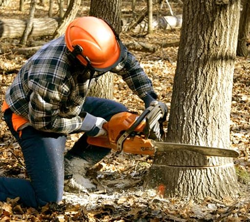 Tree Removal in Bailey Island, ME